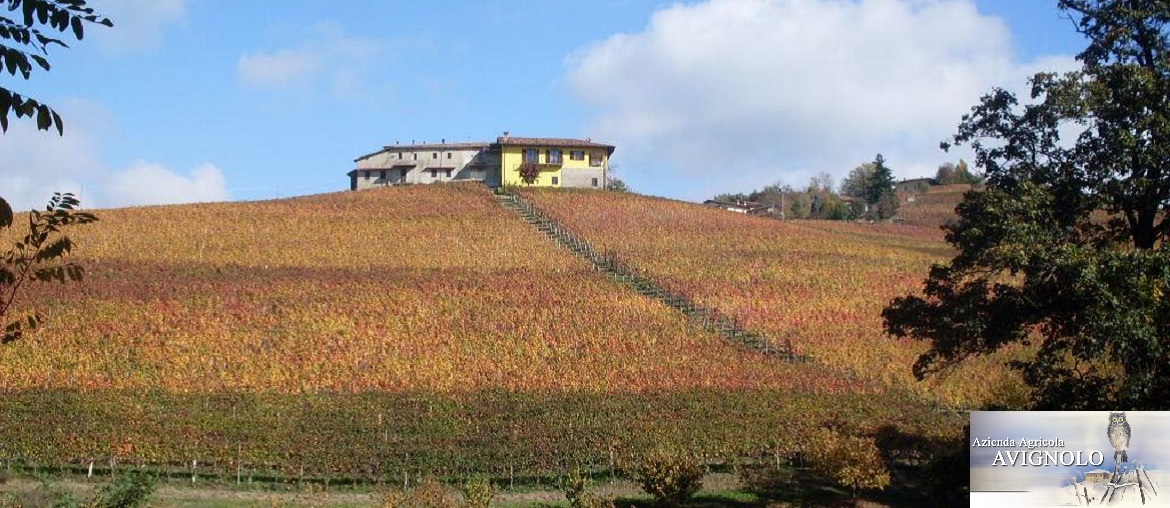 azienda-agricola-avignolo-vini